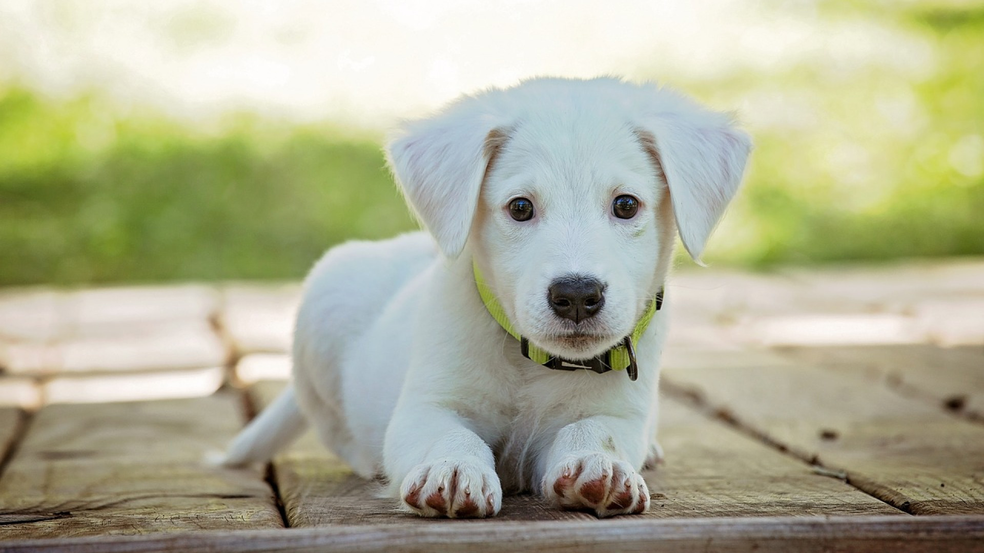 Quels sont les meilleurs aliments pour chien ?