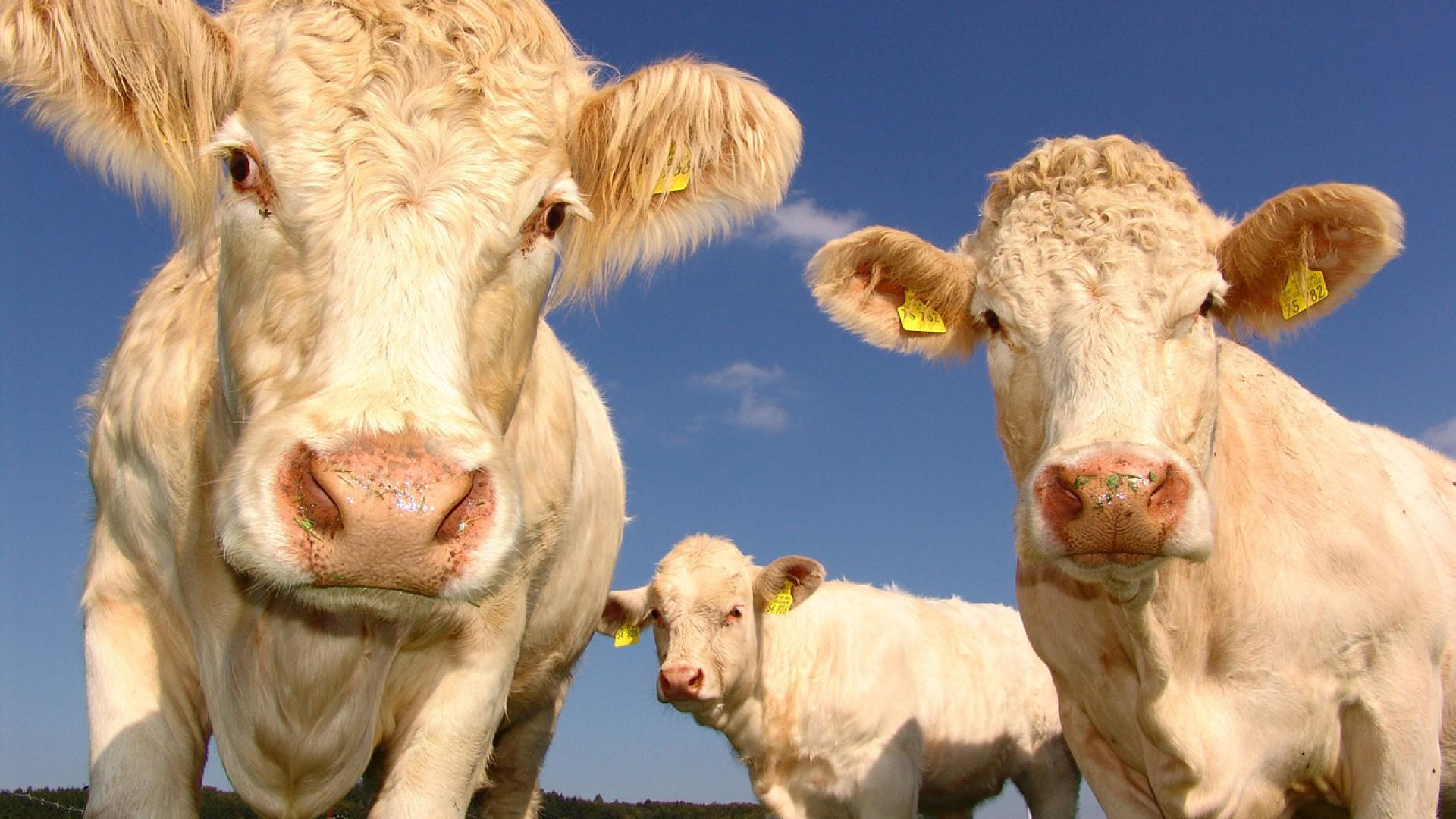 Un fournisseur de matériel agricole d’élevage peut vous combler