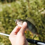 Comment pêcher un brochet