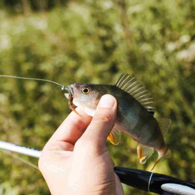 Comment pêcher un brochet