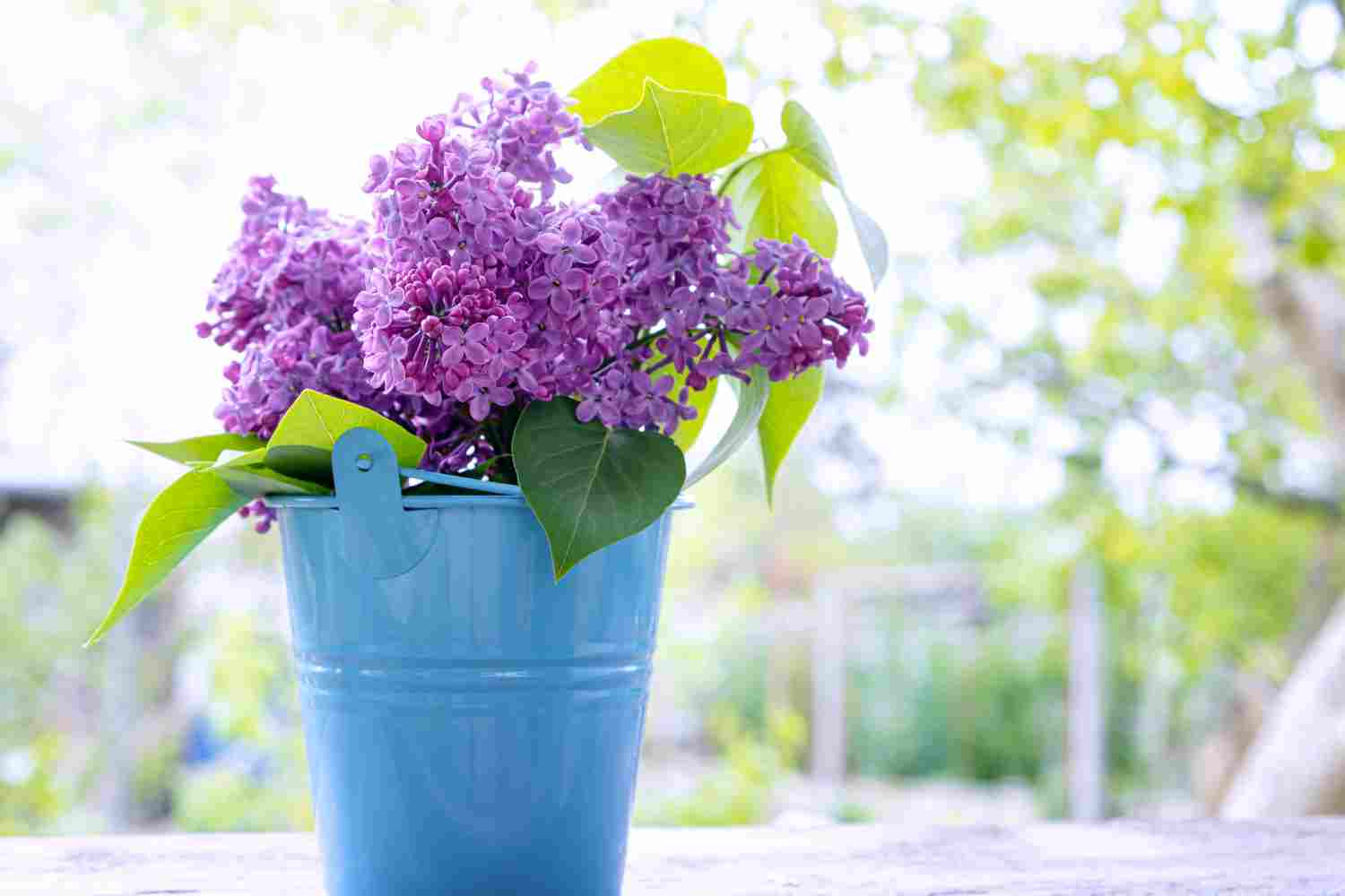 bouturer le lilas des indes