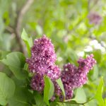 bouturer le lilas des indes