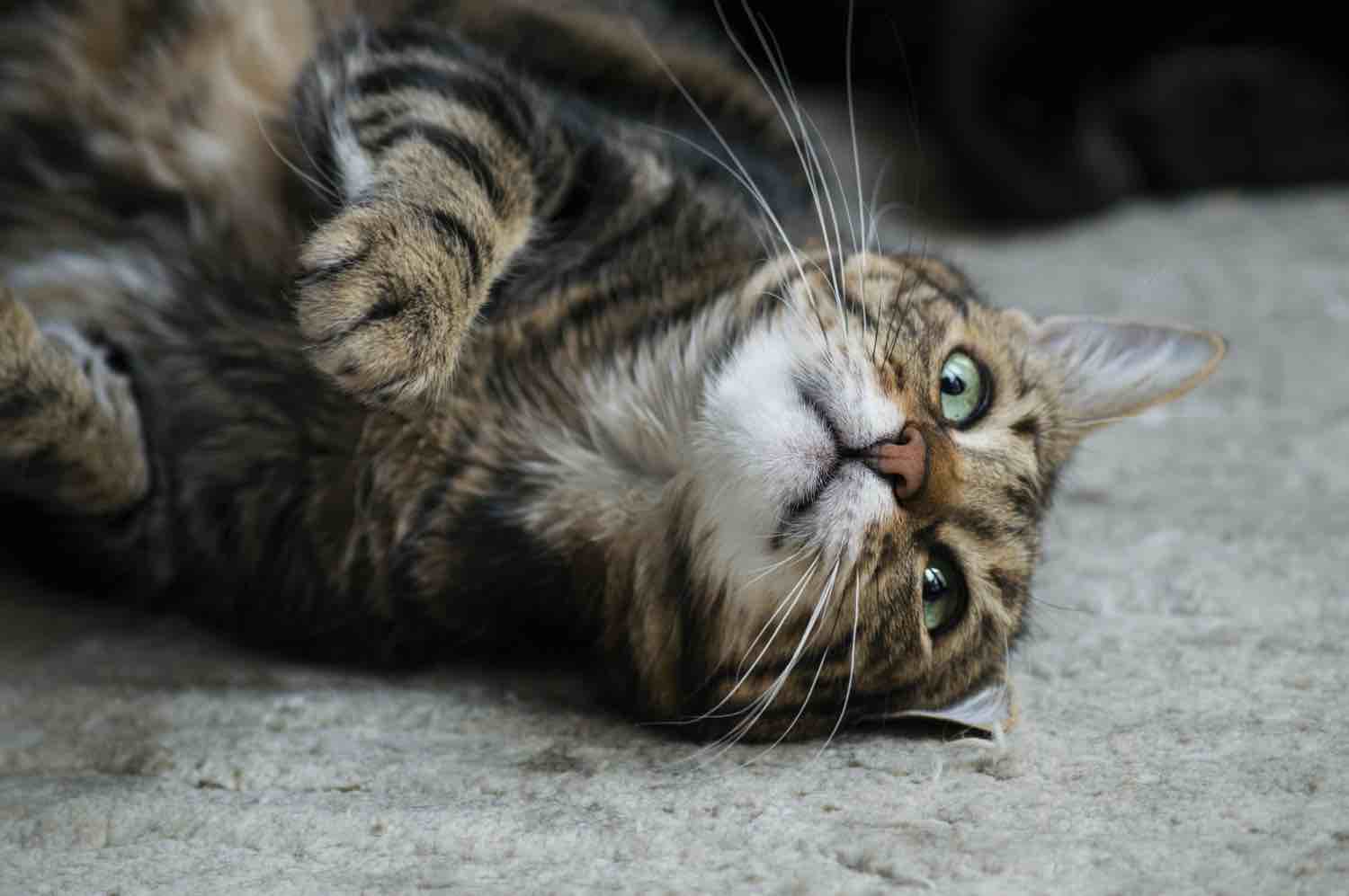 chat qui miaule beaucoup