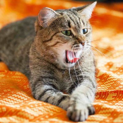 chat qui miaule beaucoup