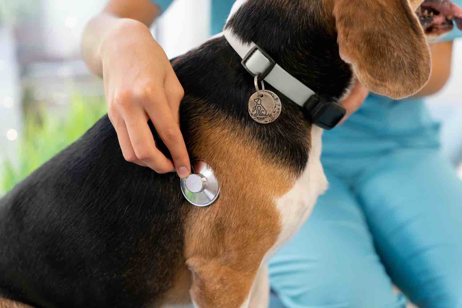 puce électronique chien