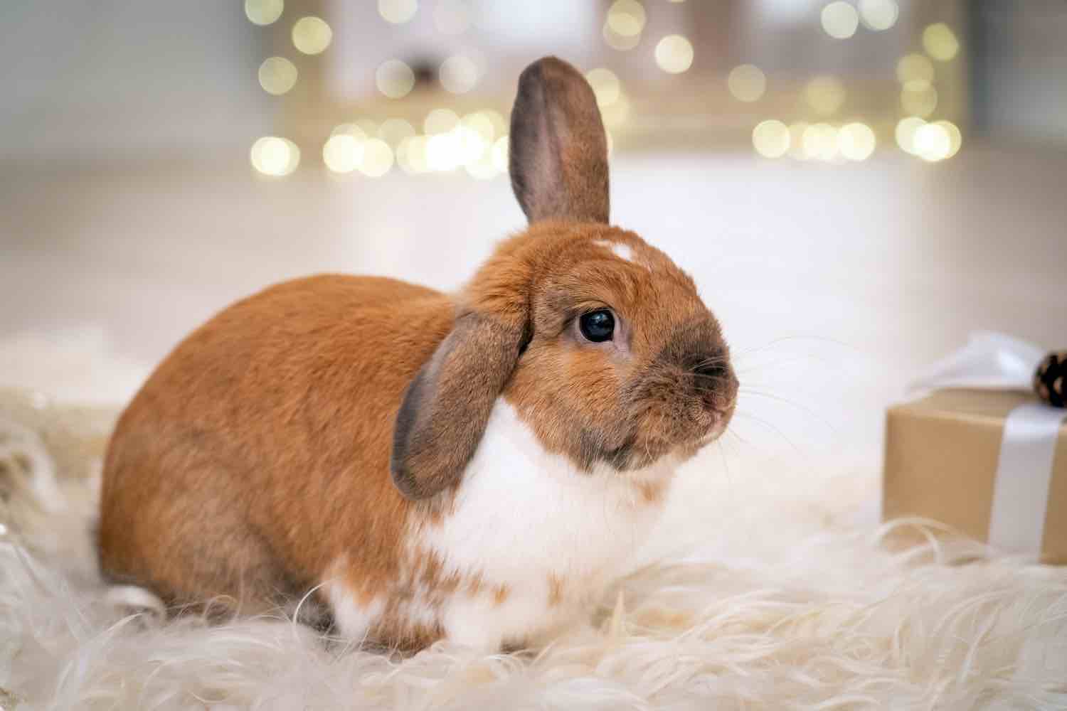 lapin nain